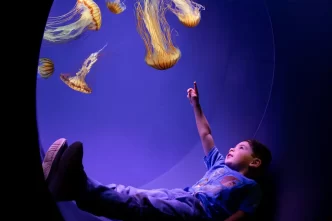 SeaWorld San Diego tem nova experiência com águas-vivas