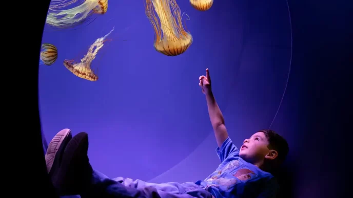 SeaWorld San Diego tem nova experiência com águas-vivas