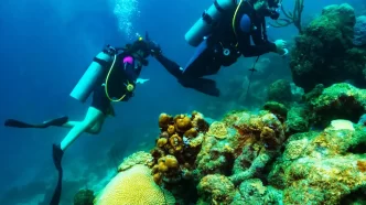 Visitantes podem salvar corais do Caribe em Aruba, em programa de sustentabilidade