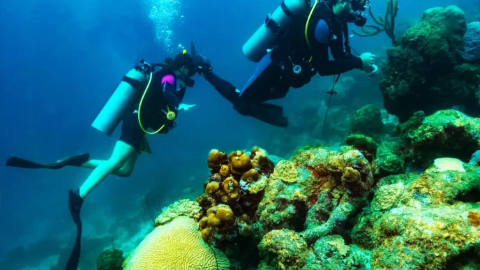 Visitantes podem salvar corais do Caribe em Aruba, em programa de sustentabilidade