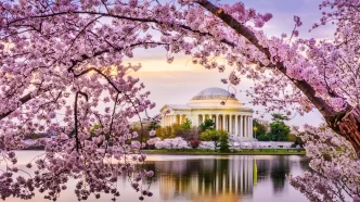 Washington celebra a chegada da primavera com a magia das cerejeiras