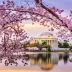 Washington celebra a chegada da primavera com a magia das cerejeiras