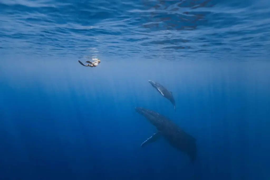 Observação de baleias Jubarte no Tahiti – uma experiência única no The Brando Tetiaroa