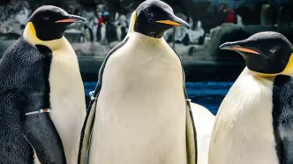SeaWorld Orlando apresenta pela primeira pinguins-imperadores