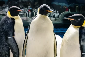 SeaWorld Orlando apresenta pela primeira pinguins-imperadores