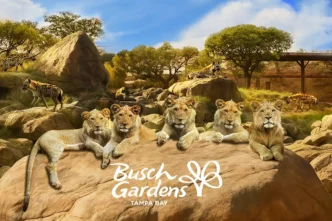 Busch Gardens terá habitats de animais imersivos