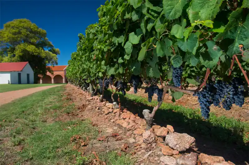 Bodega Bouza / Divulgação