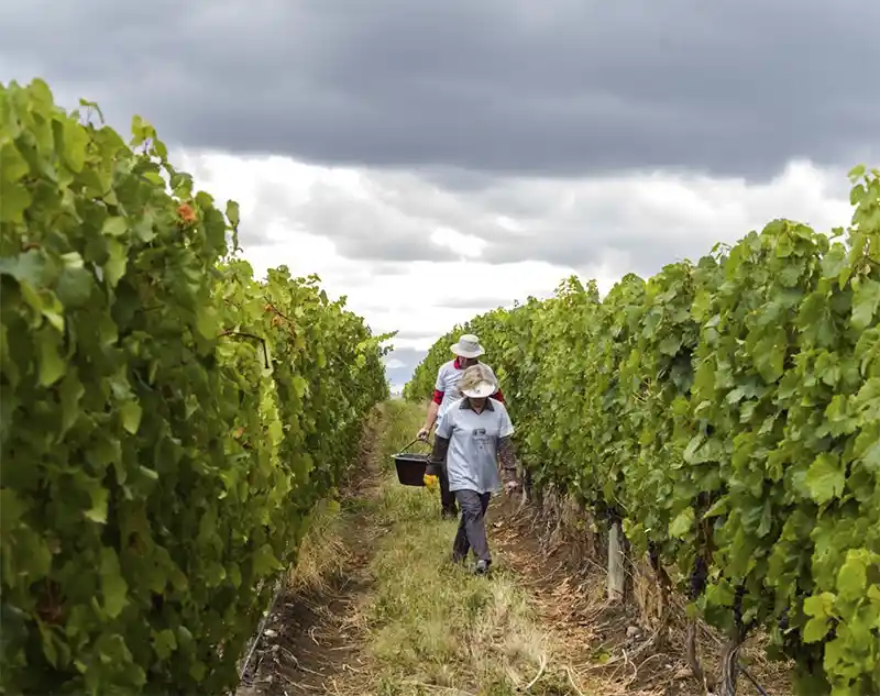 Celebrar a Vindima no Casa de Uco Vineyards & Wine Resort