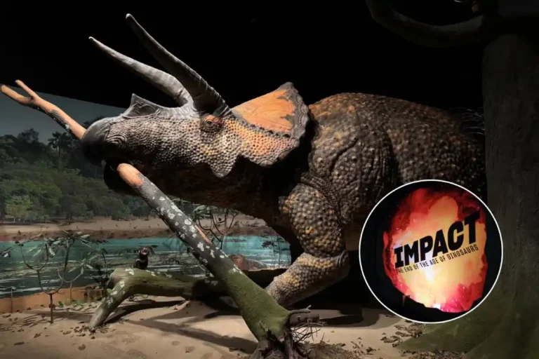 14 grandes exposições em Nova York em 2026é a grande atração do American Museum of Natural History em 2026 (Crédito: Alvaro Keding e Daniel Kim/AMNH)