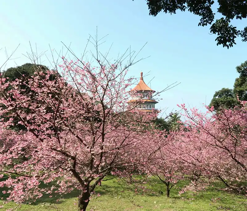 Primavera em Taiwan: A magia do Festival das Lanternas e das Cerejeiras