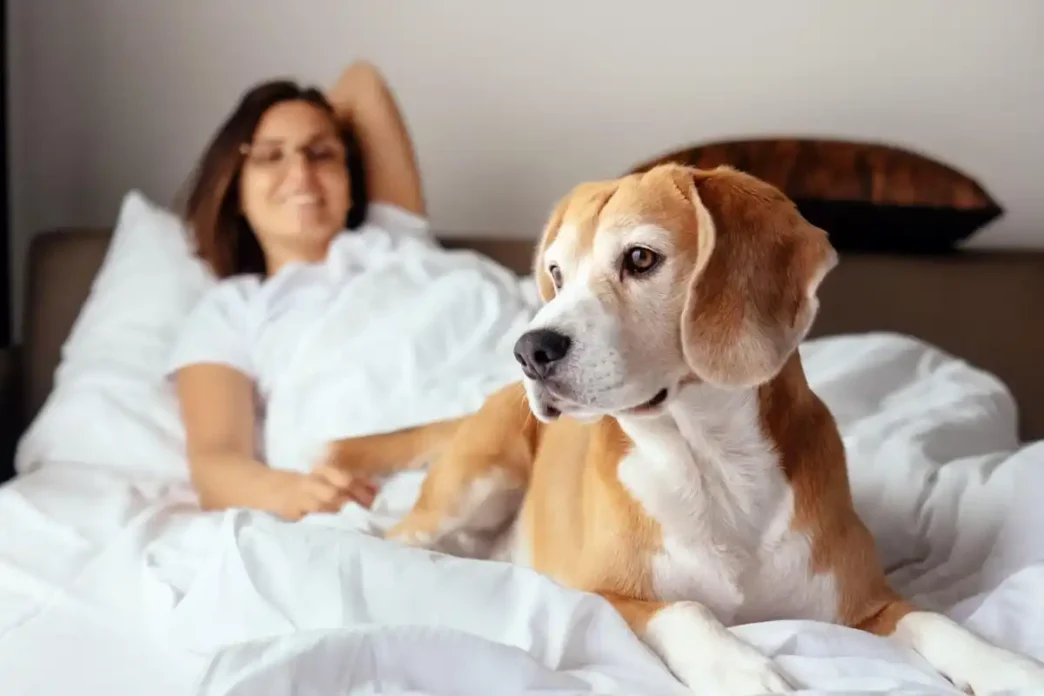 InterContinental São Paulo agora é pet friendly: luxo para você e seu animal