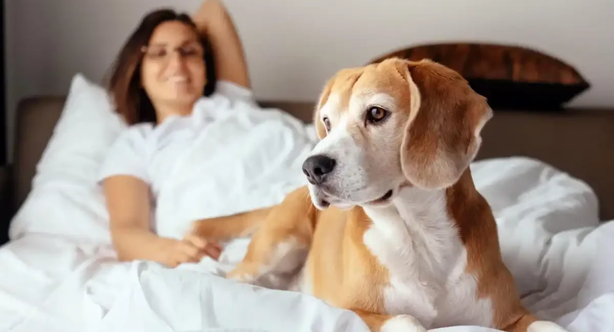 InterContinental São Paulo agora é pet friendly: luxo para você e seu animal