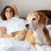 InterContinental São Paulo agora é pet friendly: luxo para você e seu animal