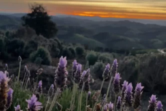 Rota da Lavanda de Cunha estreia em outubro com experiências