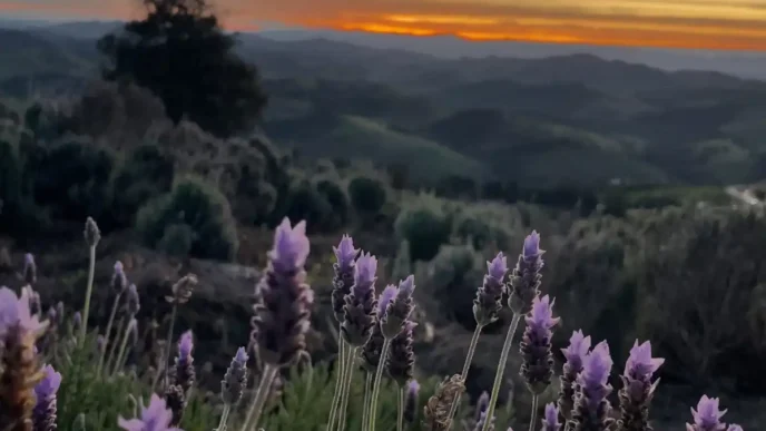 Rota da Lavanda de Cunha estreia em outubro com experiências