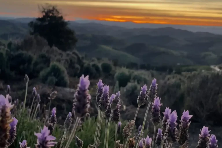 Rota da Lavanda de Cunha estreia em outubro com experiências